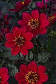 Image result for Dahlia hybrid.