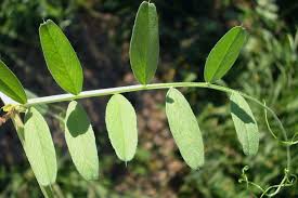 Attēlu rezultāti vaicājumam “Vicia angustifolia leaf”