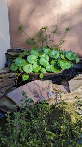 Attēlu rezultāti vaicājumam “Hydrocotyle vulgaris fruit”