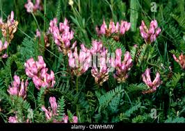 Attēlu rezultāti vaicājumam “Astragalus danicus flower”