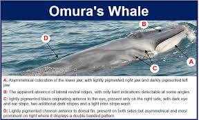 Image result for Balaenoptera omurai