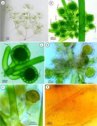 Attēlu rezultāti vaicājumam “Nitella sp.”