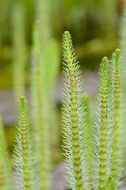 Attēlu rezultāti vaicājumam “Hippuris vulgaris leaf”