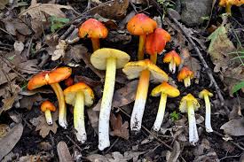 Attēlu rezultāti vaicājumam “Hygrocybe acutoconica”
