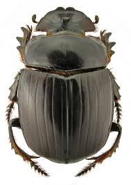 Attēlu rezultāti vaicājumam “Rhynchaenus lonicerae”