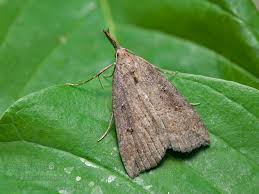 Attēlu rezultāti vaicājumam “Hypena rostralis”