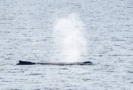 Image result for Balaenoptera bonaerensis