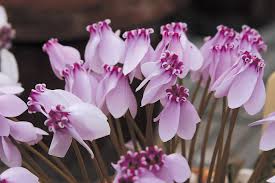Attēlu rezultāti vaicājumam “Cyclamen hederifolium”