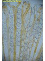 Attēlu rezultāti vaicājumam “Miladina lecithina”