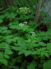 Attēlu rezultāti vaicājumam “Aegopodium podagraria leaf”