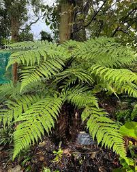 Attēlu rezultāti vaicājumam “Weissia squarrosa”