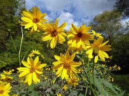 Attēlu rezultāti vaicājumam “Helianthus tuberosus flower”