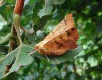 Attēlu rezultāti vaicājumam “Ennomos autumnaria male”