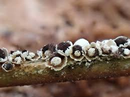 Attēlu rezultāti vaicājumam “Diderma cinereum macro”