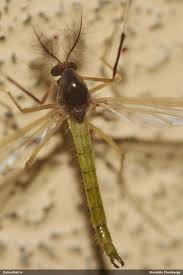 Attēlu rezultāti vaicājumam “Physarum bryomacrocarpum spores”