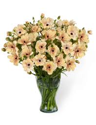 Attēlu rezultāti vaicājumam “Ranunculus elatior”