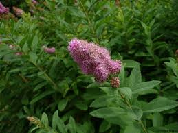 Image result for Rosengewächse