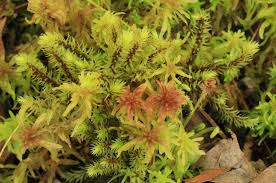 Attēlu rezultāti vaicājumam “Sphagnum rubellum”