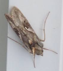 Attēlu rezultāti vaicājumam “Autographa gamma”