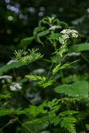 Image result for Chaerophyllum aureum
