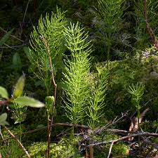 Attēlu rezultāti vaicājumam “Equisetum”
