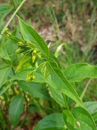 Attēlu rezultāti vaicājumam “Vincetoxicum hirundinaria fruit”