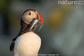 Image result for Fratercula arctica