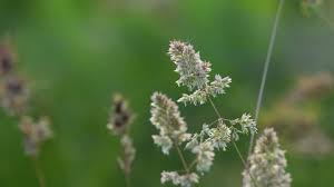Attēlu rezultāti vaicājumam “Carex appropinquata leaf”