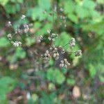 Attēlu rezultāti vaicājumam “Torilis japonica fruit”