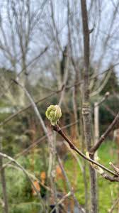 Attēlu rezultāti vaicājumam “Sorbus aucuparia bud”
