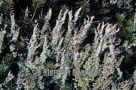 Attēlu rezultāti vaicājumam “Cladonia squamosa”