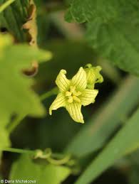 Attēlu rezultāti vaicājumam “Bryonia alba bud”