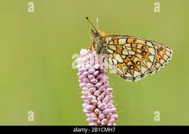 Attēlu rezultāti vaicājumam “Boloria eunomia upperside”