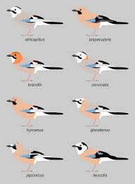Attēlu rezultāti vaicājumam “Garrulus glandarius”