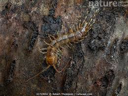 Attēlu rezultāti vaicājumam “Lithobius forficatus”