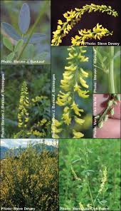 Attēlu rezultāti vaicājumam “Melilotus officinalis leaf”