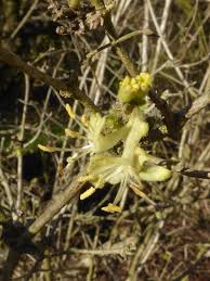 Attēlu rezultāti vaicājumam “Lonicera xylosteum bud”