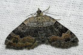 Attēlu rezultāti vaicājumam “Xanthorhoe quadrifasiata”