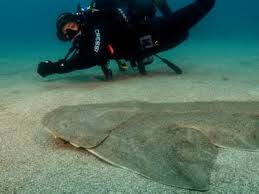 Image result for Canary Divers