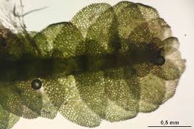 Attēlu rezultāti vaicājumam “Calypogeia suecica”