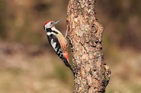 Attēlu rezultāti vaicājumam “Dendrocopos medius adult”