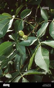 Attēlu rezultāti vaicājumam “Carya ovata leaf”