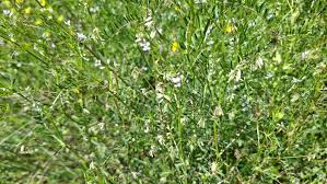 Attēlu rezultāti vaicājumam “Vicia hirsuta flower”