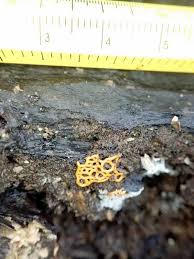 Attēlu rezultāti vaicājumam “Hemitrichia serpula”