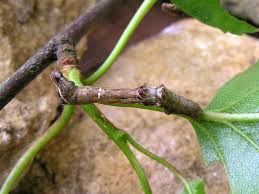 Attēlu rezultāti vaicājumam “Selenia dentaria larva”