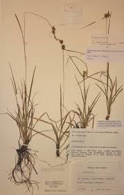 Attēlu rezultāti vaicājumam “Carex lepidocarpa”
