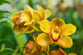 Attēlu rezultāti vaicājumam “Orchidaceae”