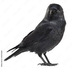 Attēlu rezultāti vaicājumam “Corvus monedula”