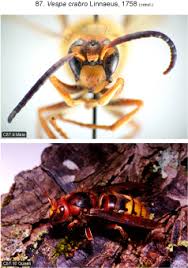 Attēlu rezultāti vaicājumam “Vespa crabro”