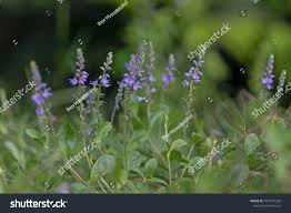 Attēlu rezultāti vaicājumam “Veronica officinalis”
